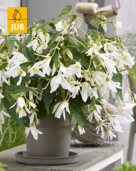 Begonia Boliviensis Santa Barbara visi162668